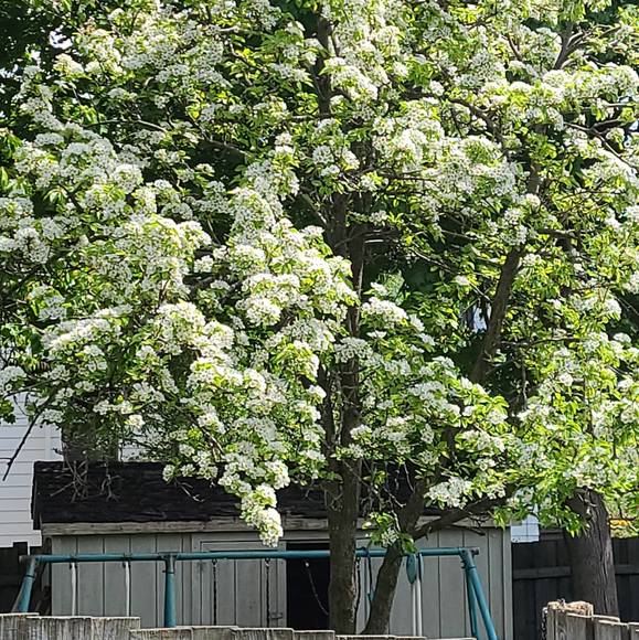 Meet your Posher, Imran - Picture 1 of 1